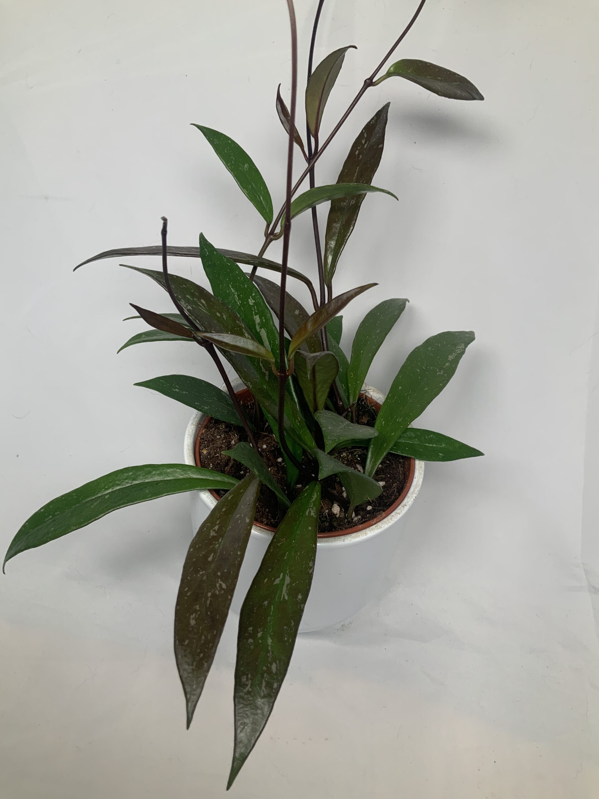 062325D0-0999-4C48-B997-D80A574CB250