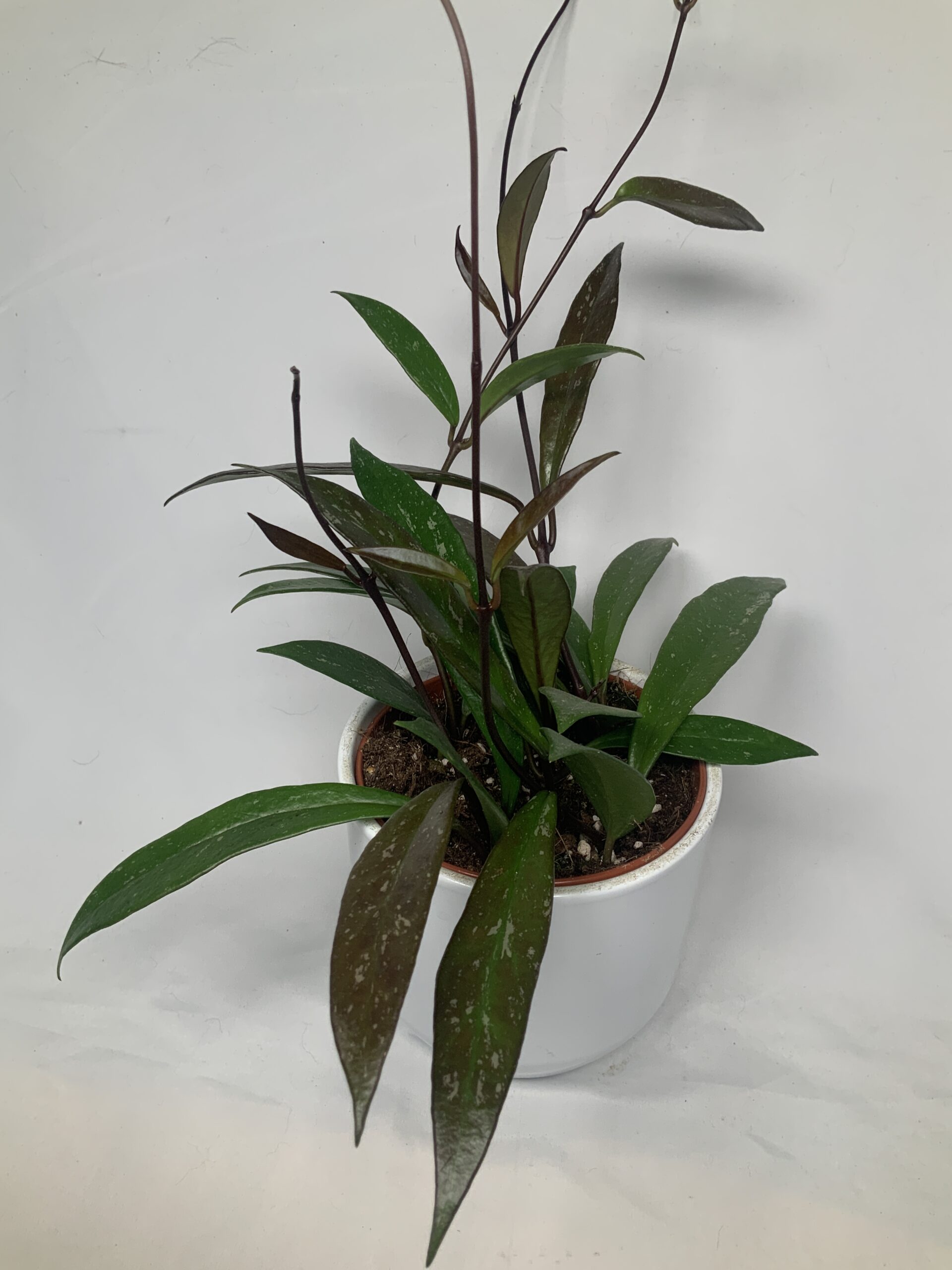 854B9C08-47BA-4987-B37D-9ED9125861A0