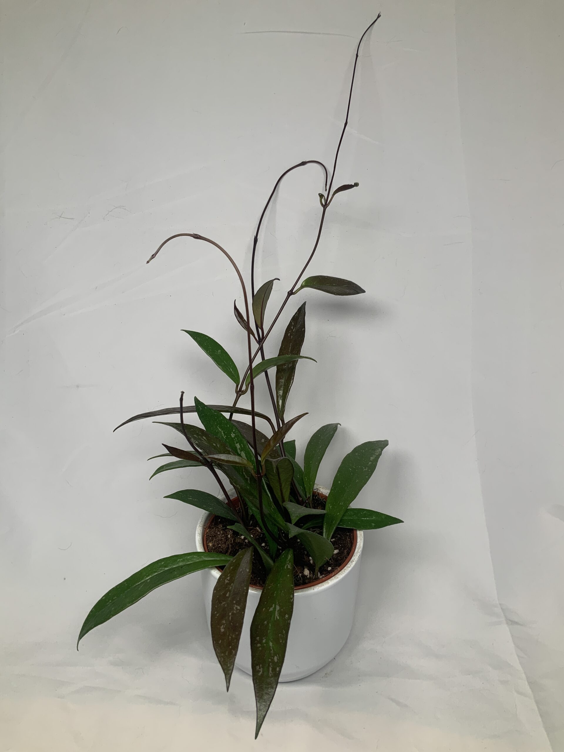 F0EA9A7D-4982-4D08-BF75-4101E4E3A6A9