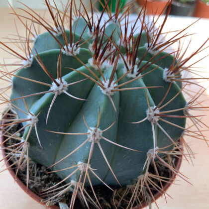 Different Types of Cactus Plants for Your Home