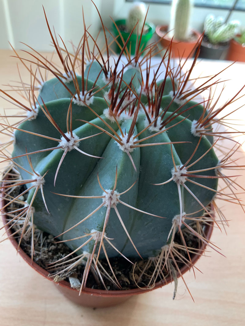 Why Your Christmas Cactus Has Woody Stems