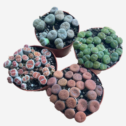 Lithops Care: How to Grow and Care for Living Stone Plants