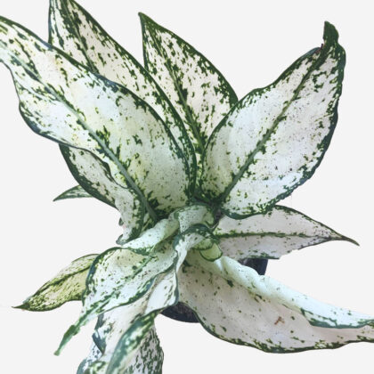 Aglaonema – a beautiful houseplant that is easy to grow