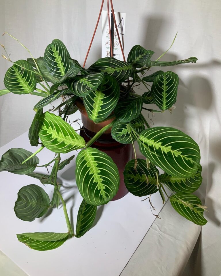 Maranta 'Lemon Lime' - Jo Plants