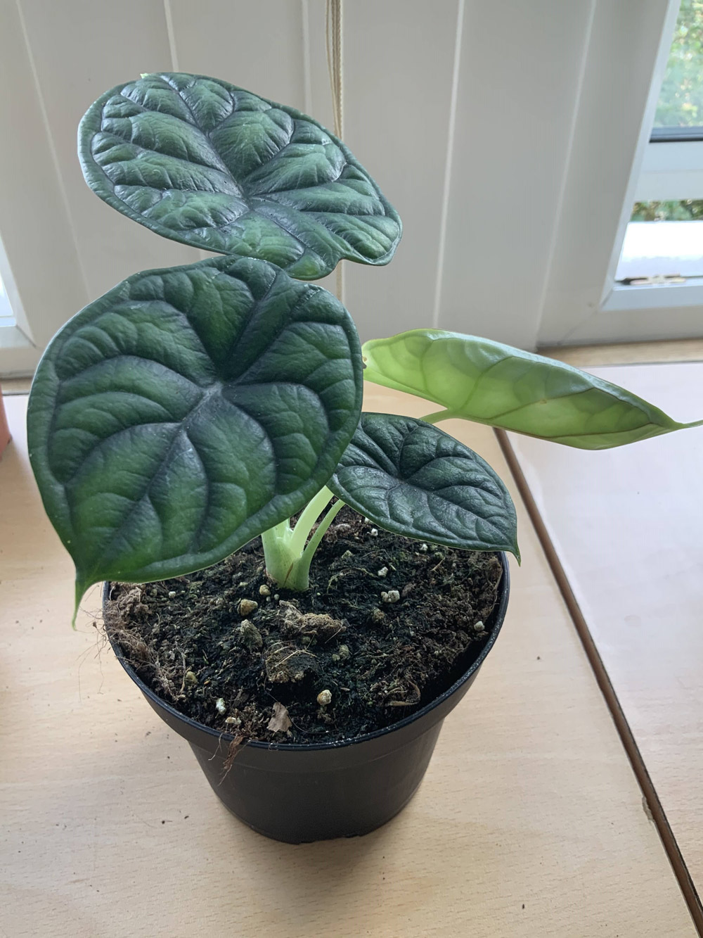 How To Care For Alocasia Jo Plants Jo Plants