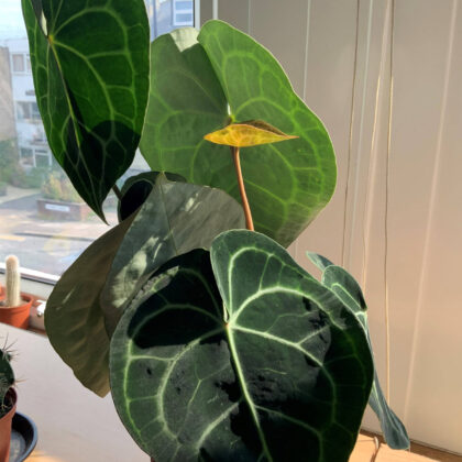 How to care for Anthurium