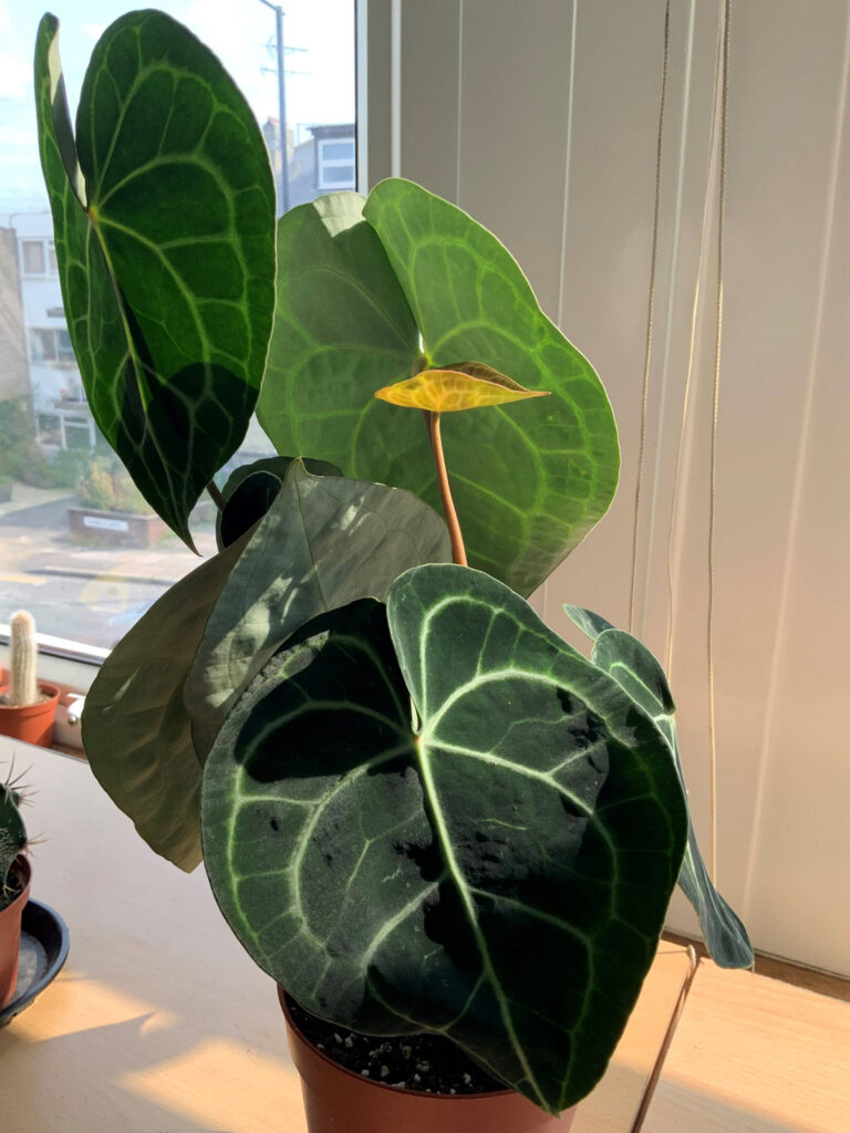 How to care for Anthurium