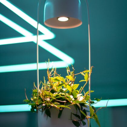 How to illuminate indoor plants?