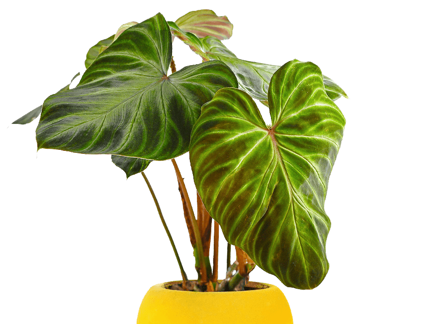 Indoor Plants, Decorative Plants & Houseplants Online Shop Jo Plants