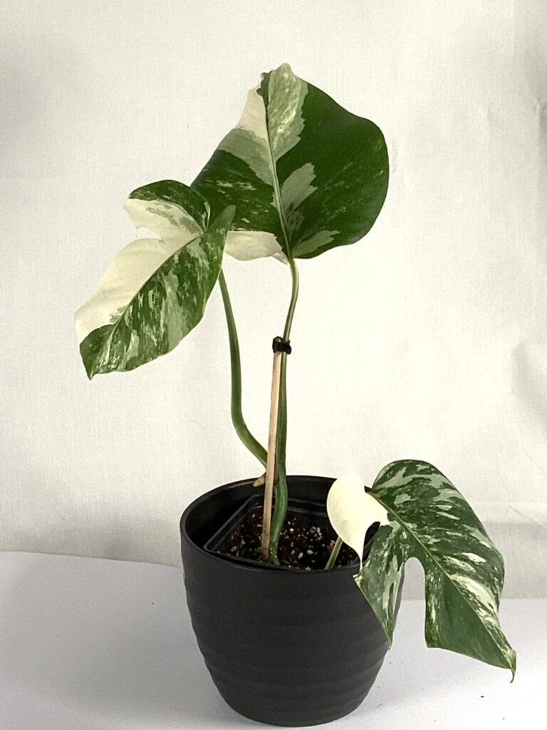 How to Care for Monstera Plants