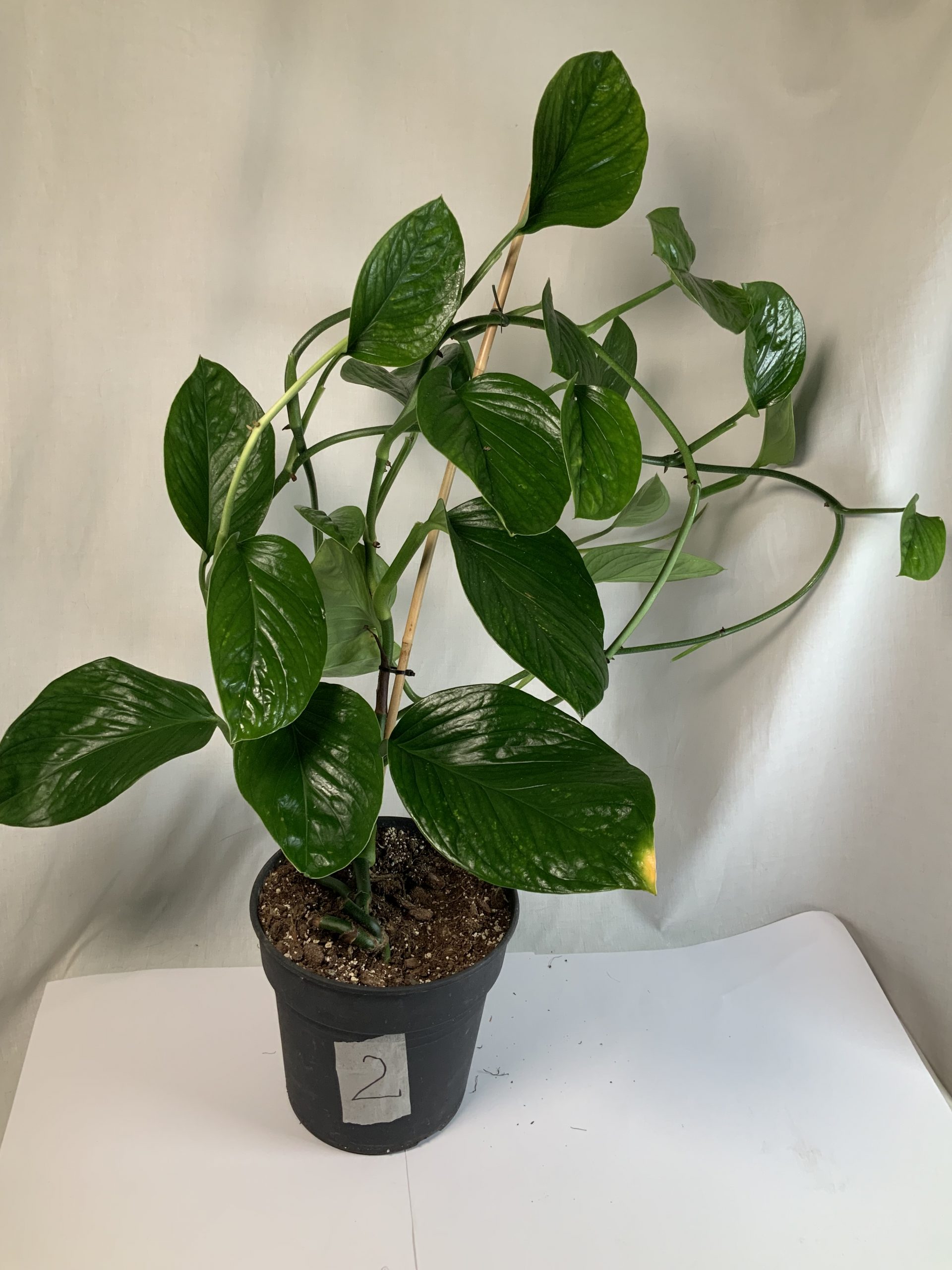 Monstera pinnatipartita - Jo Plants