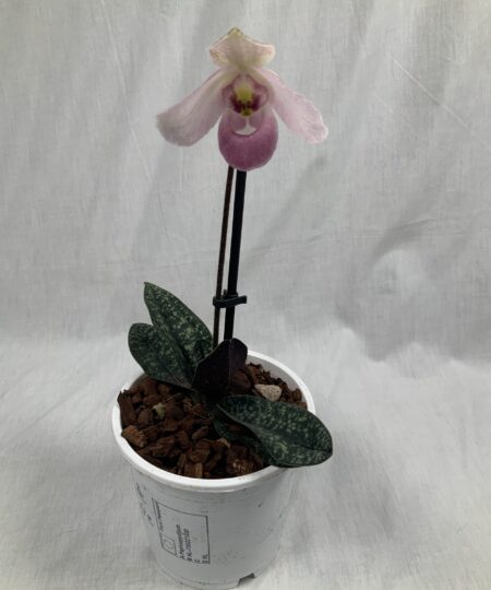Orchids - Jo Plants