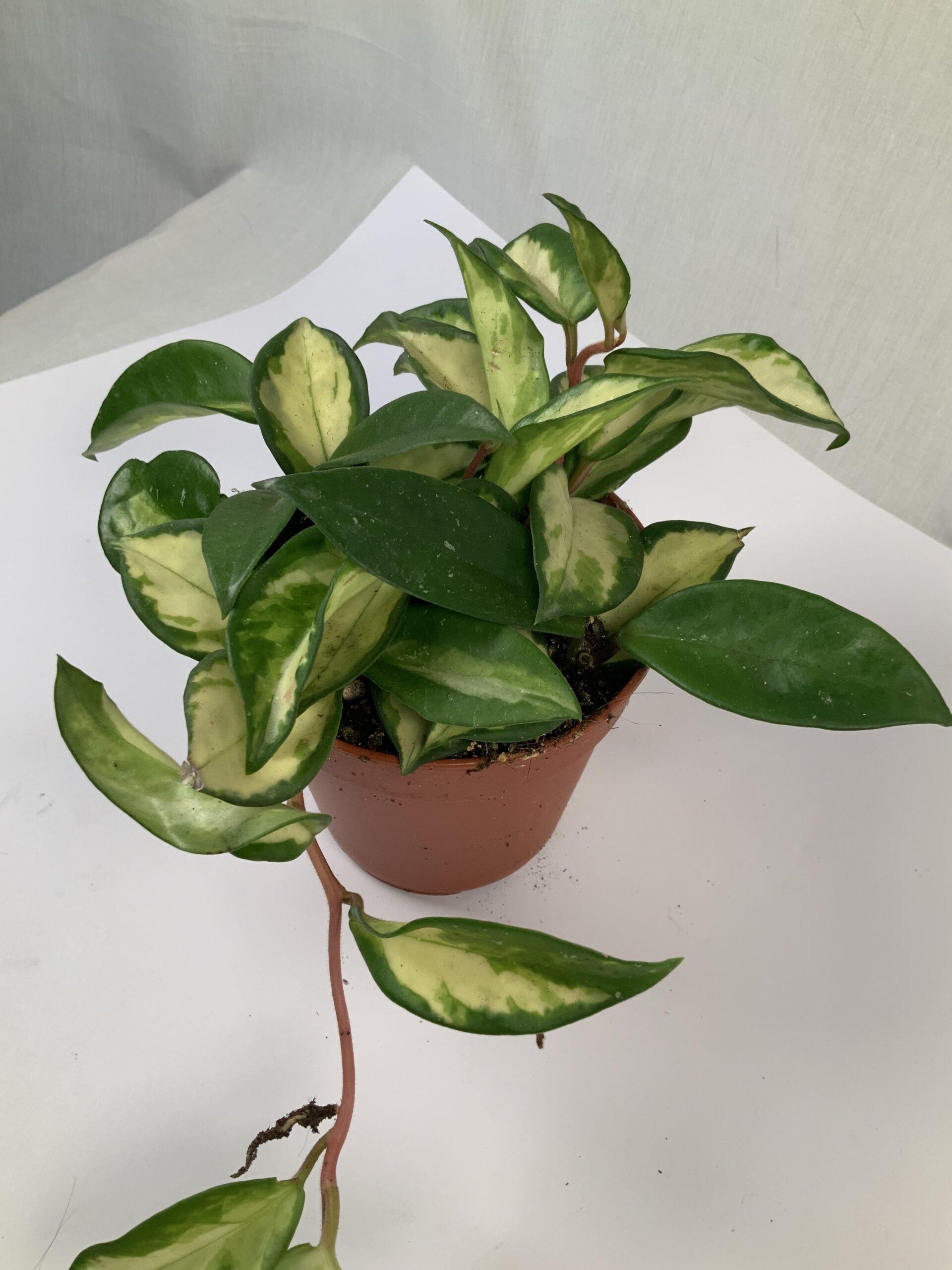 Hoya Carnosa Tricolor - Jo Plants