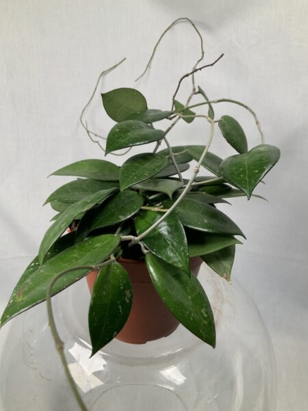 Hoya Parasitica 'Black Margin' main image 0