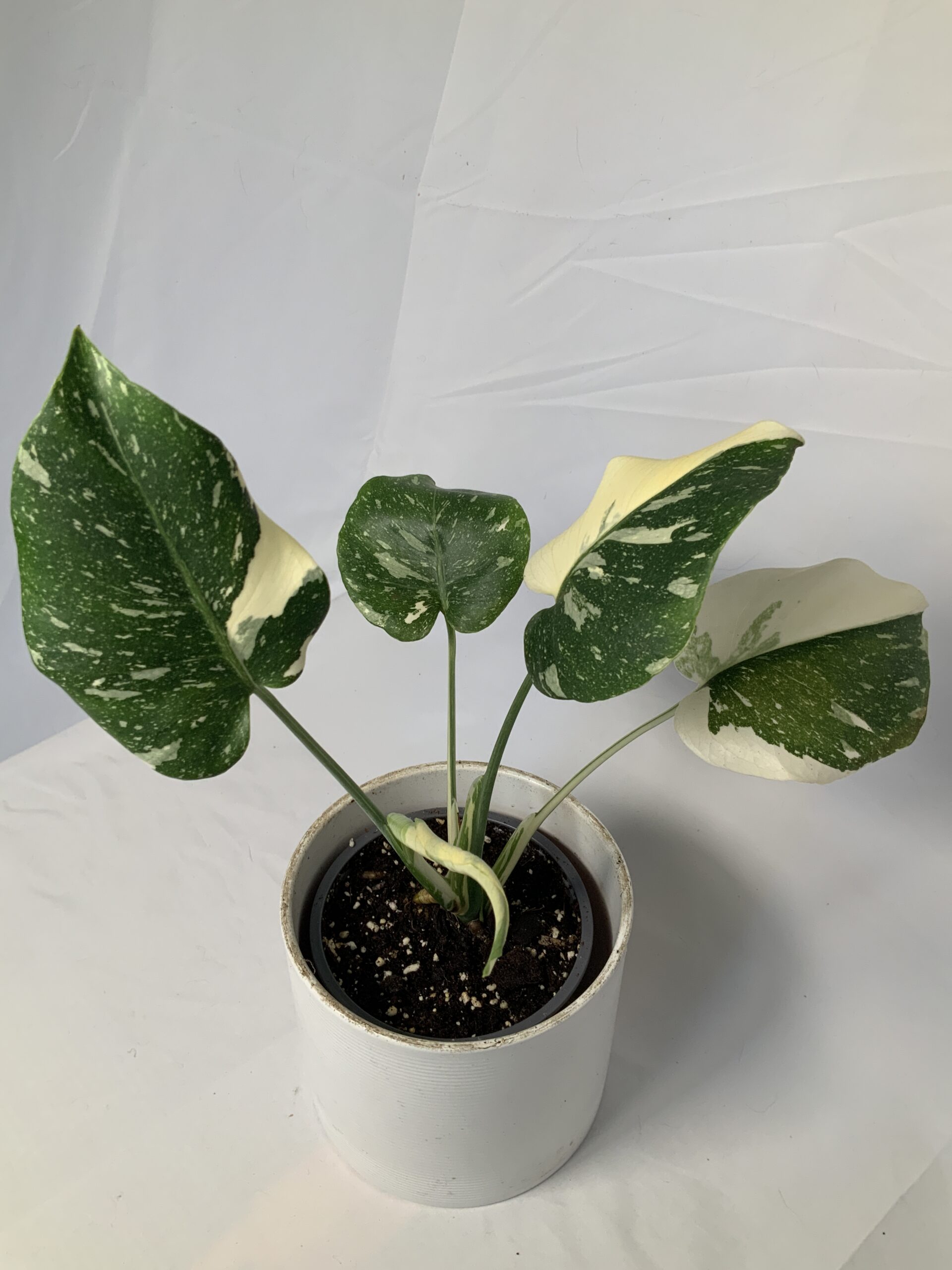 39401324-E998-456D-A874-4FBF03E50718