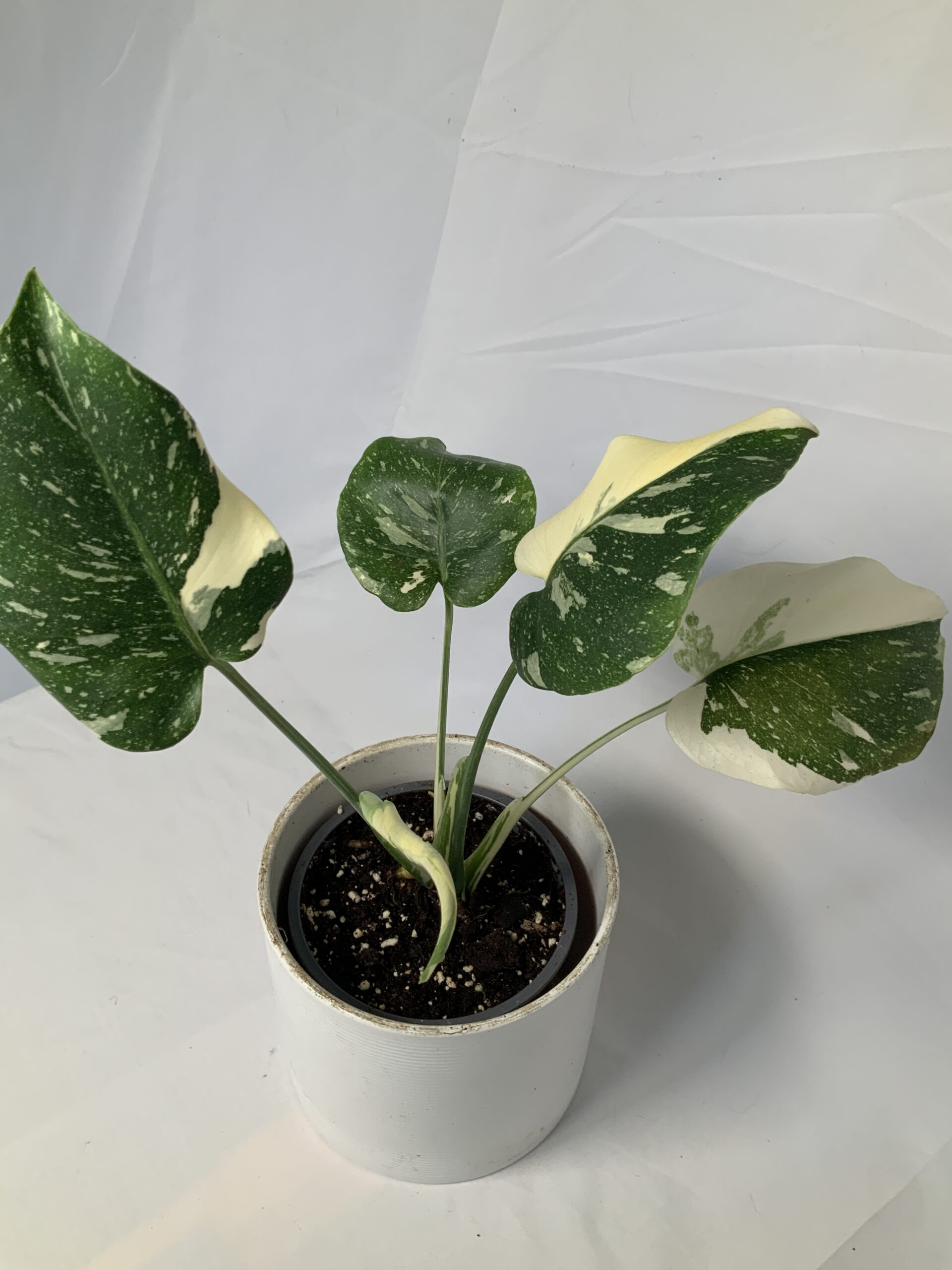 65087790-D927-4B90-B606-2A2B30738777