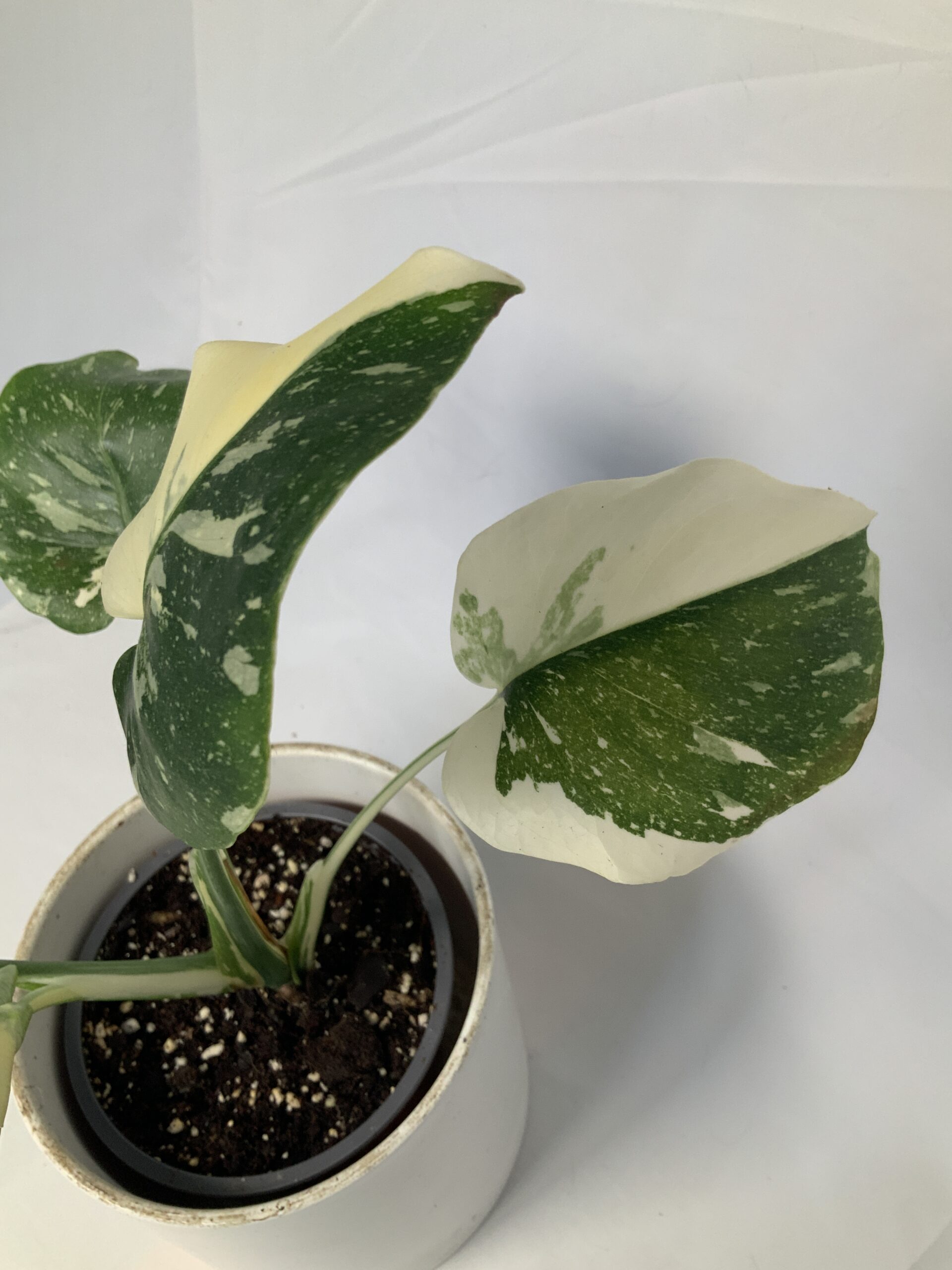 8F345431-D3C2-44D8-801C-6FD65ECBC251