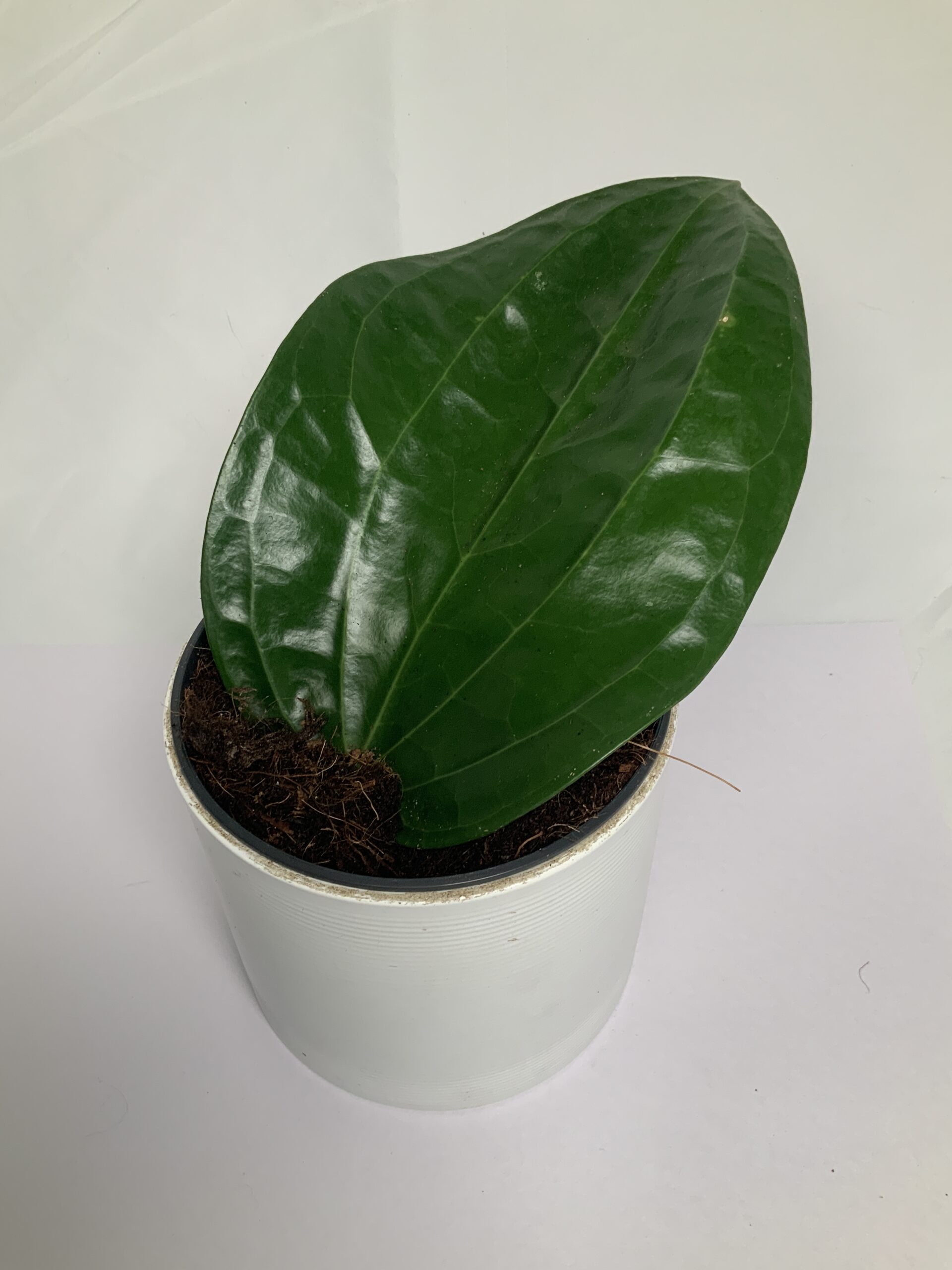 74B8DB43-8CC5-442A-84CF-FDC188186CDD