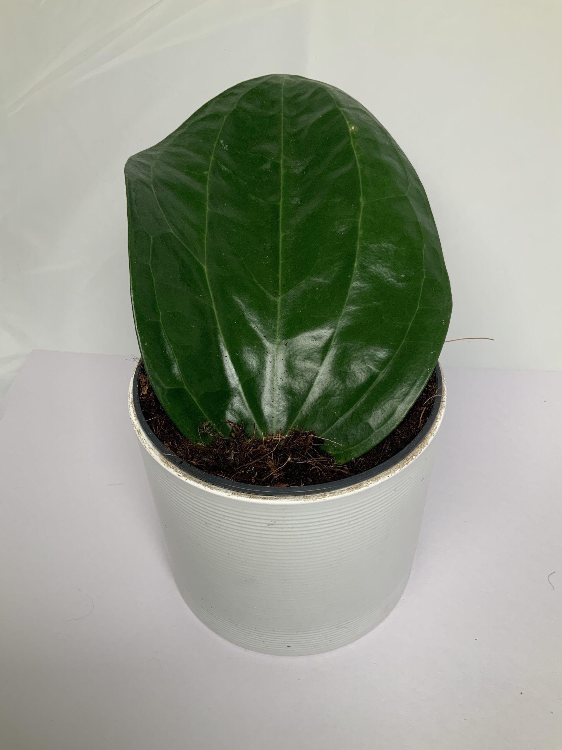 8E8885A7-BF2F-4A9F-8D97-23C95D491B5A