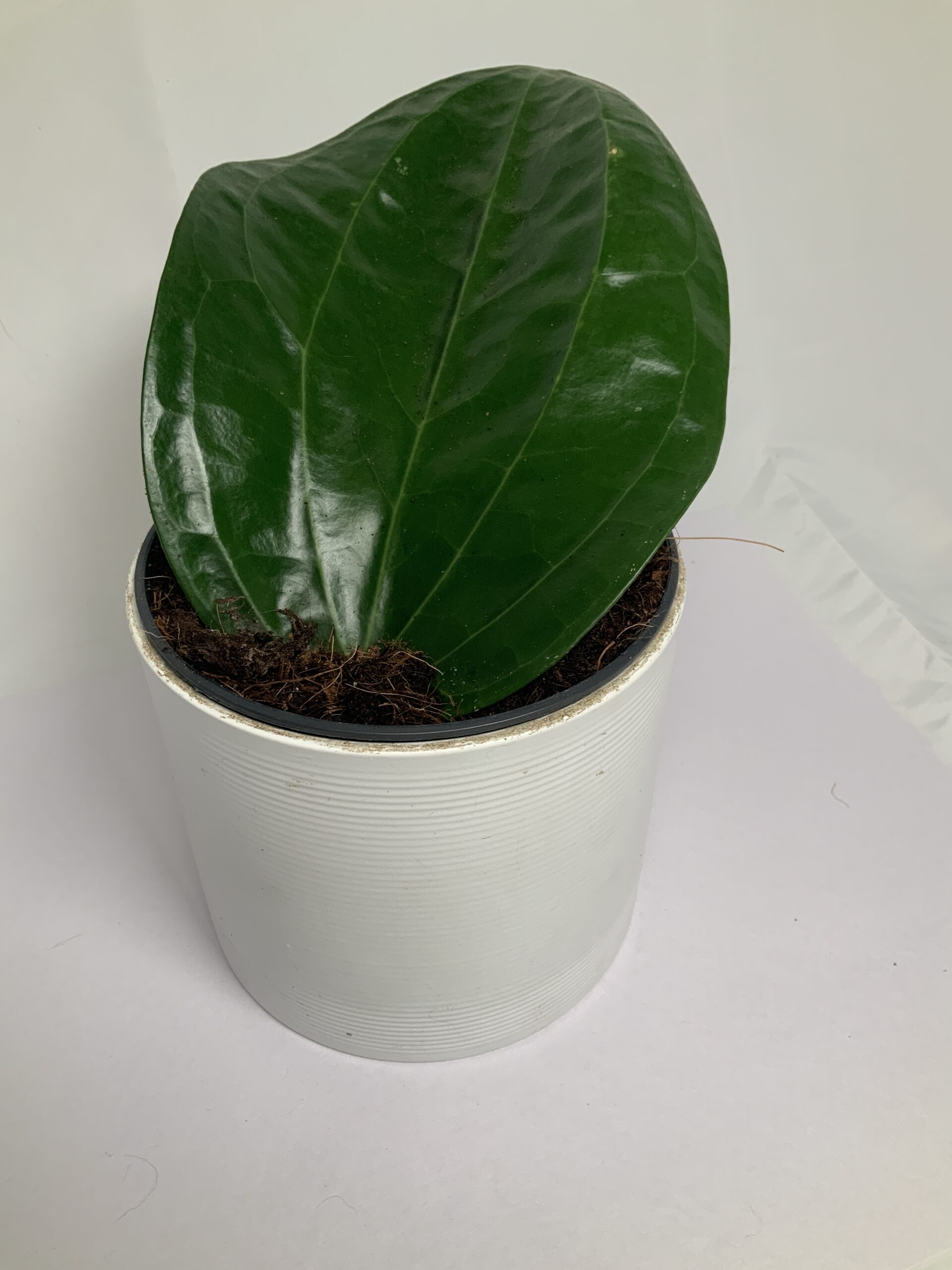 AFB35E52-744B-4524-9508-103755088B99