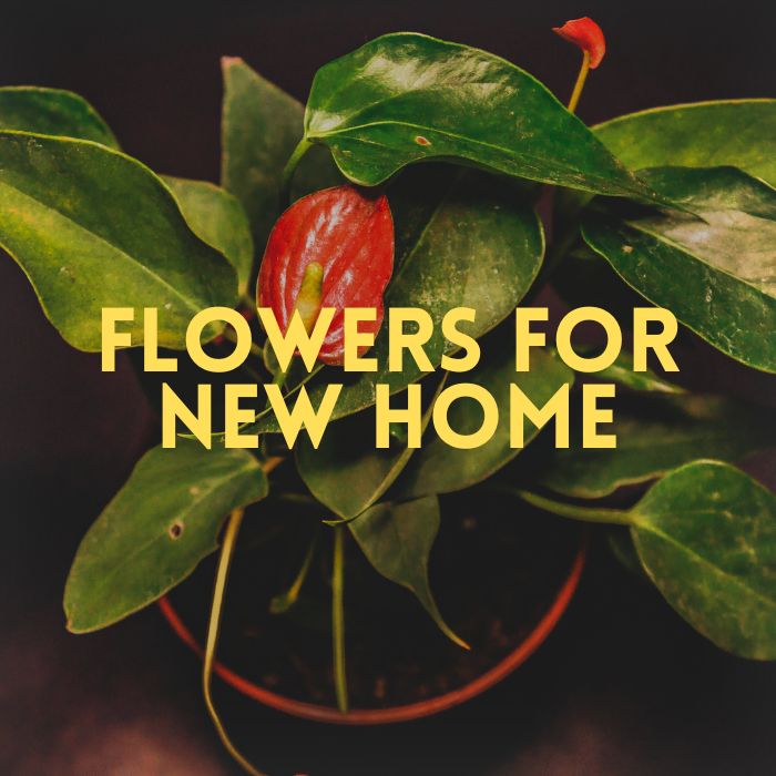 flowers for new home
