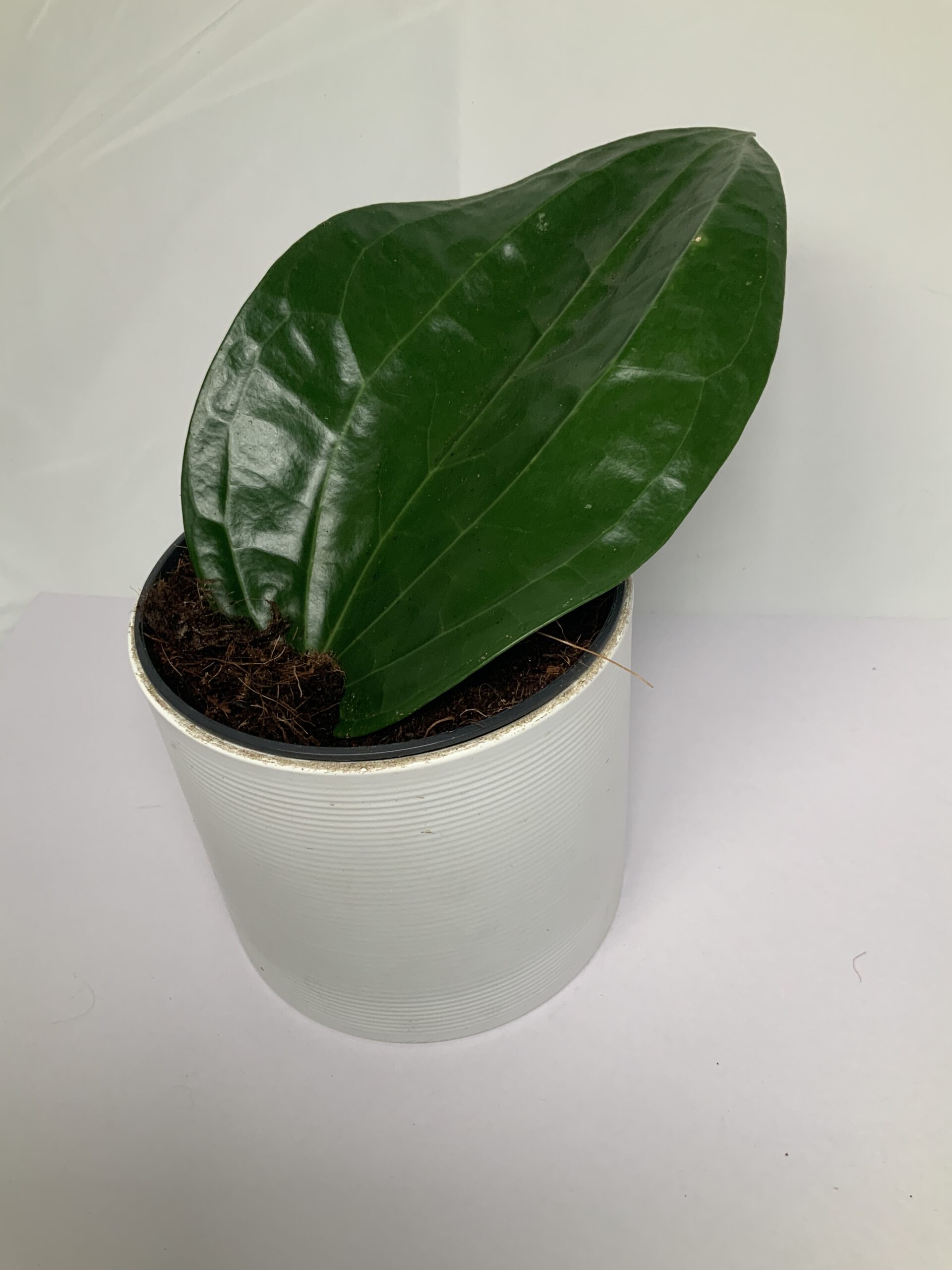 DEF9306F-9F3B-436C-996F-7EF0821FE64C