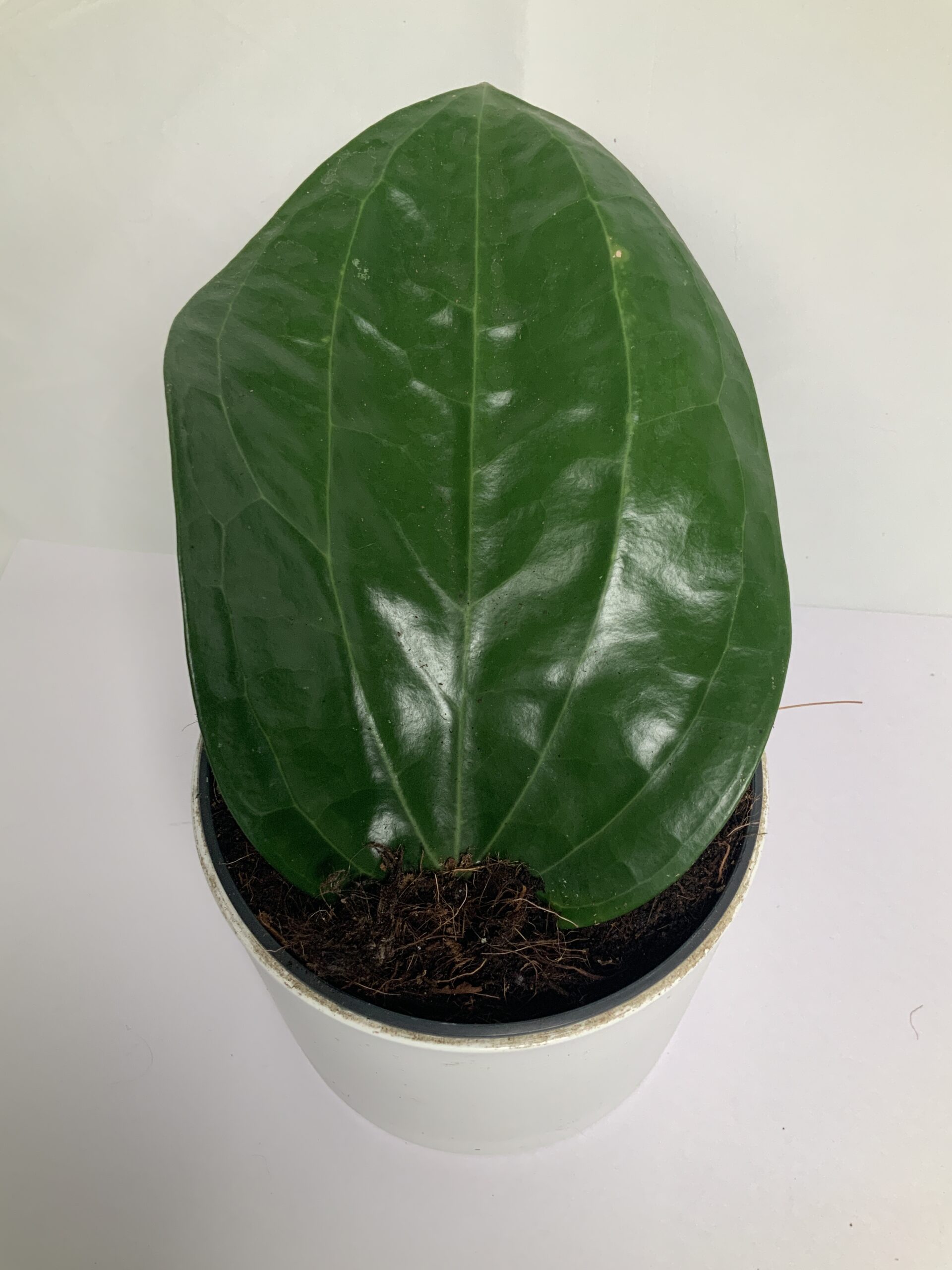 FE70EE7C-AE5E-4A91-8840-FB38CBB2A09A