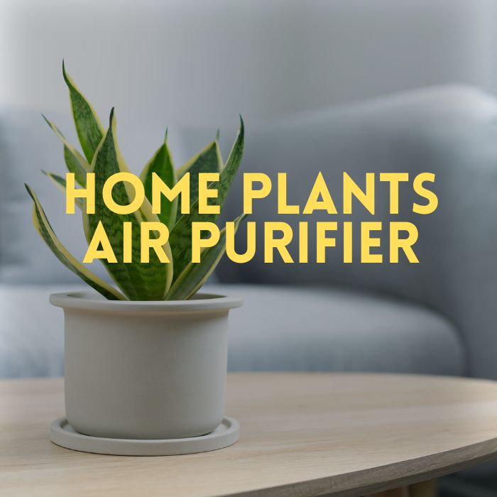 Home plants air purifier