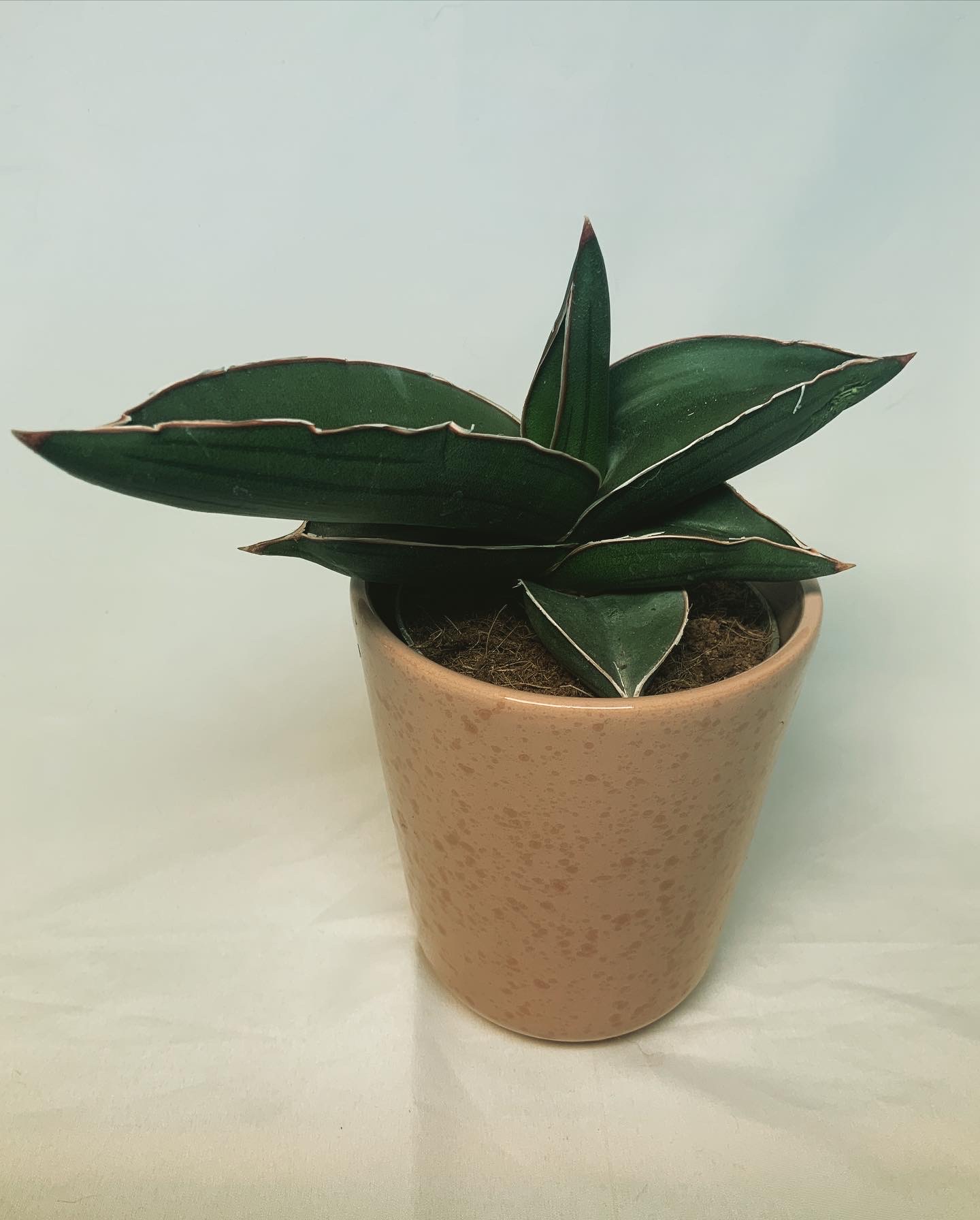 Sansevieria Ehrenbergii Samurai Jo Plants 