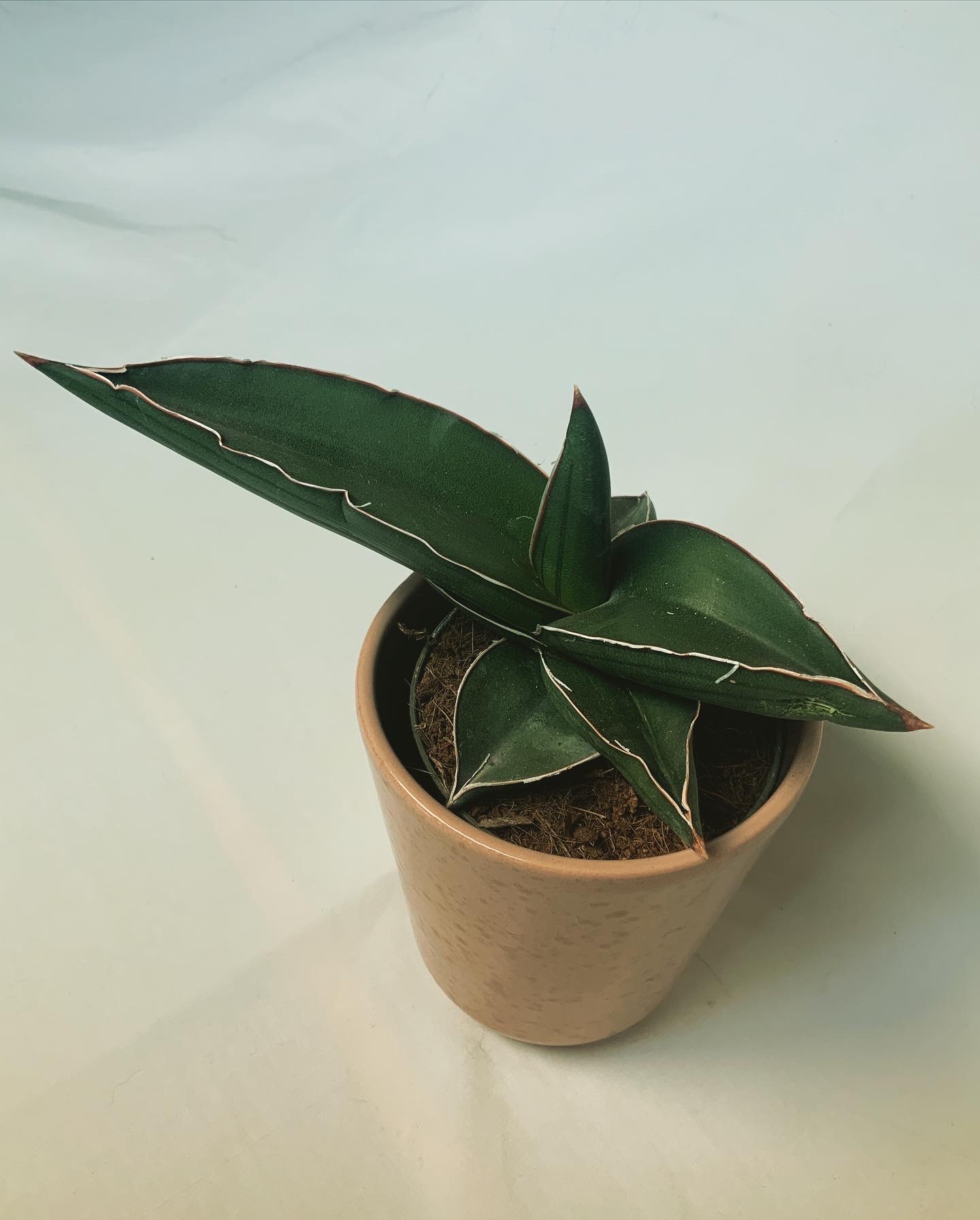 Sansevieria Ehrenbergii Samurai Jo Plants 