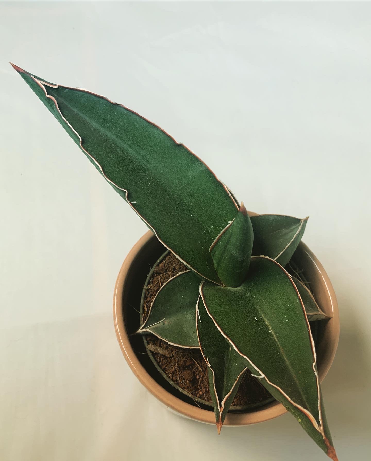 Sansevieria Ehrenbergii Samurai Jo Plants 