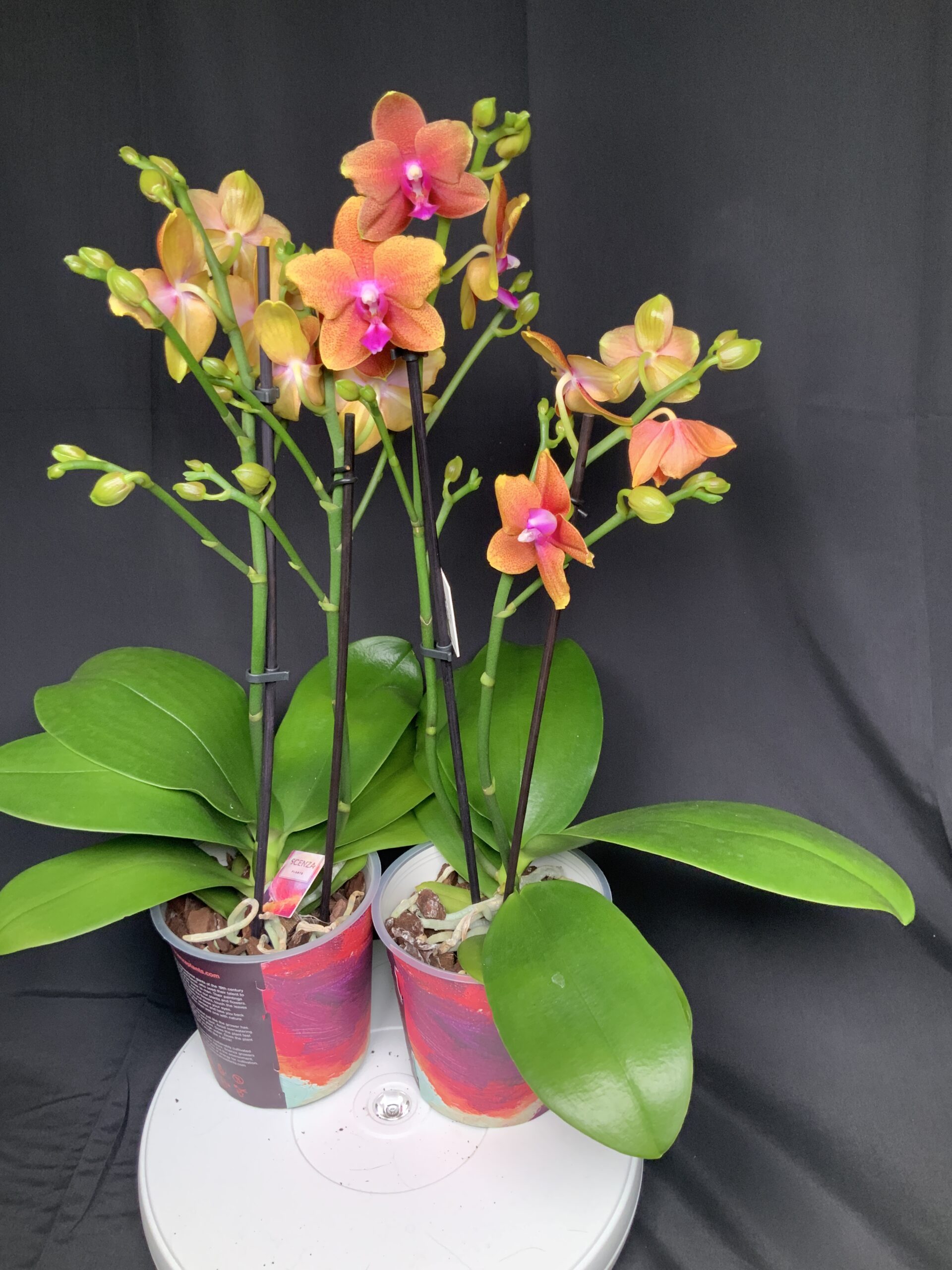 Phalaenopsis Bronze Buddha - Jo Plants