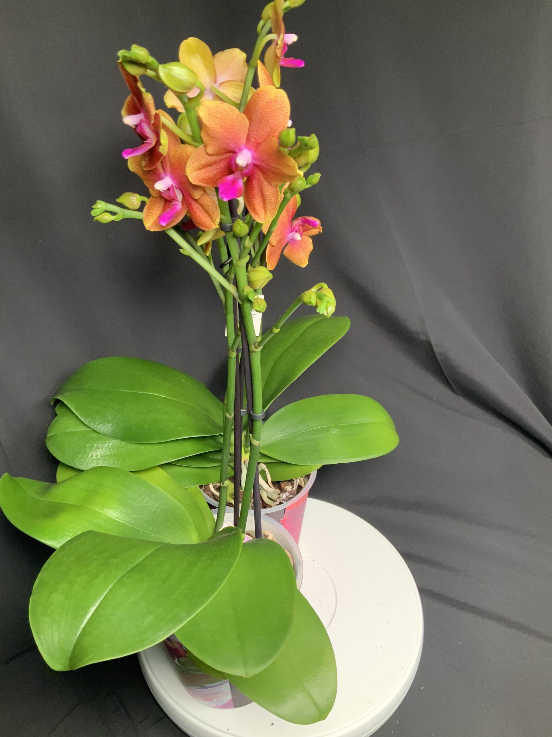 Phalaenopsis Bronze Buddha - Jo Plants