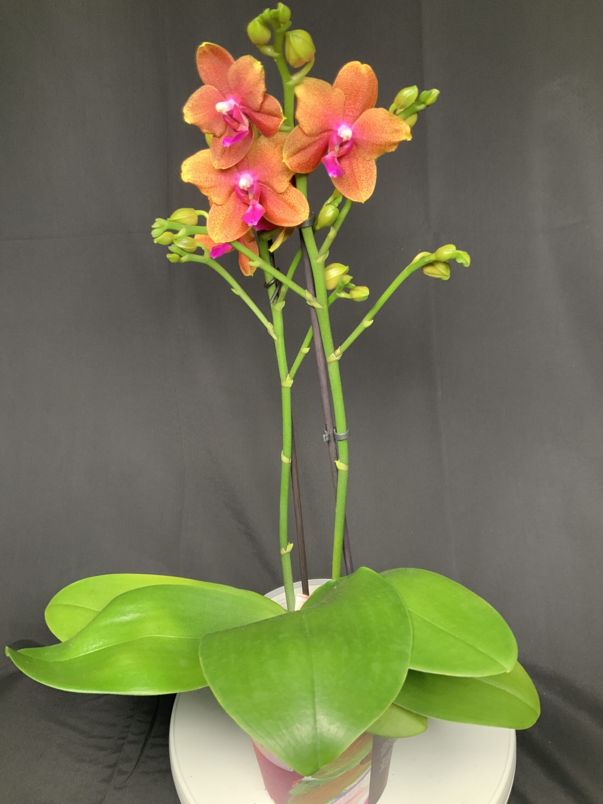 Phalaenopsis Bronze Buddha - Jo Plants