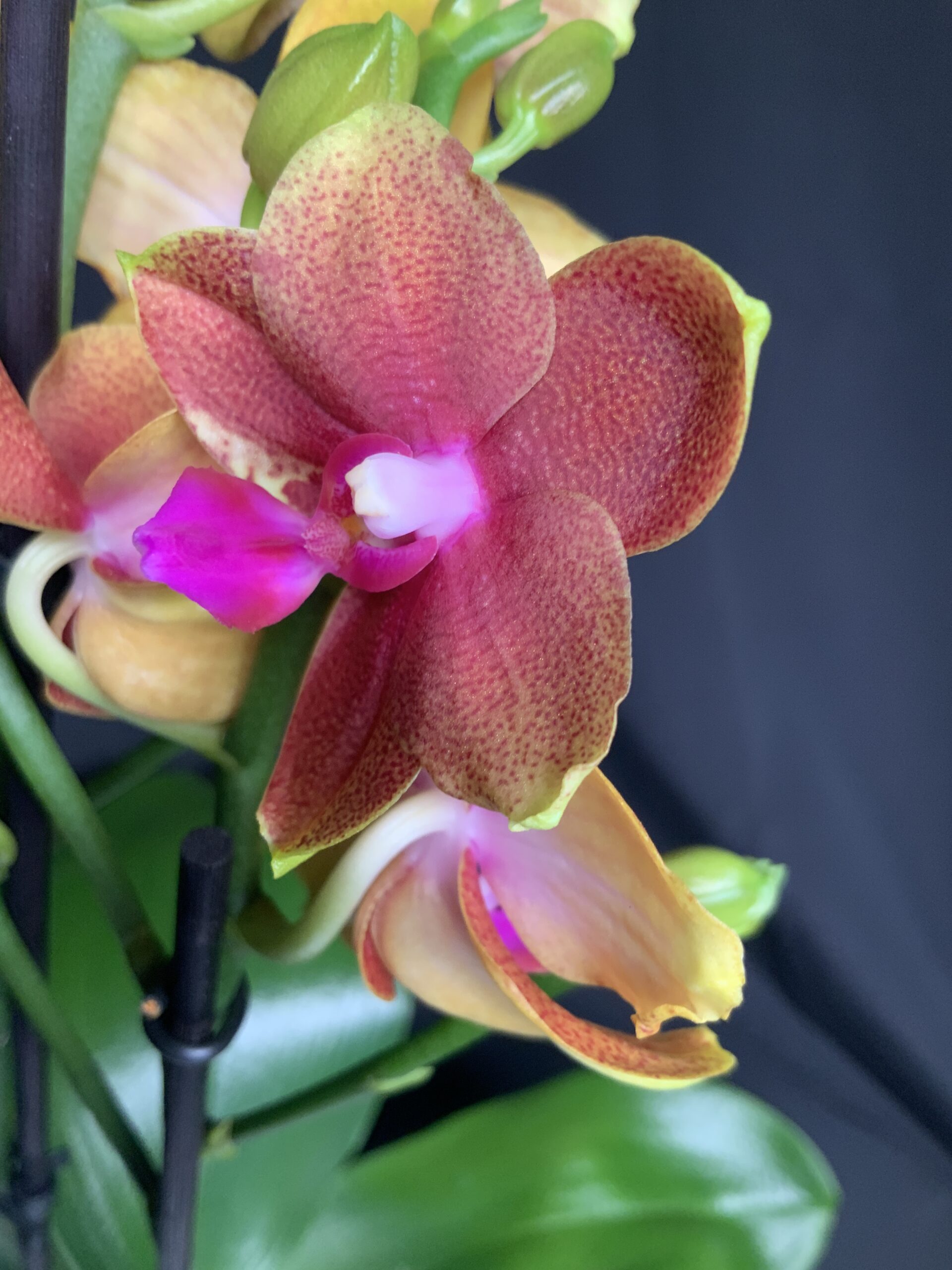 Phalaenopsis Bronze Buddha - Jo Plants