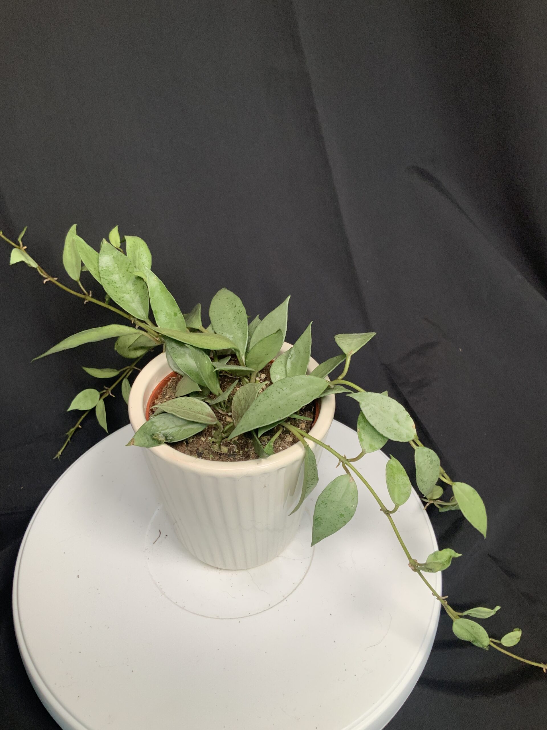 Hoya Lacunosa Mint (young plant) - Jo Plants