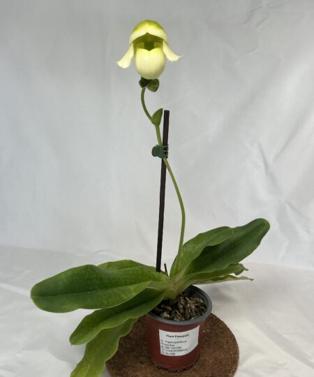 Paphiopedilum Pinocchio Alba