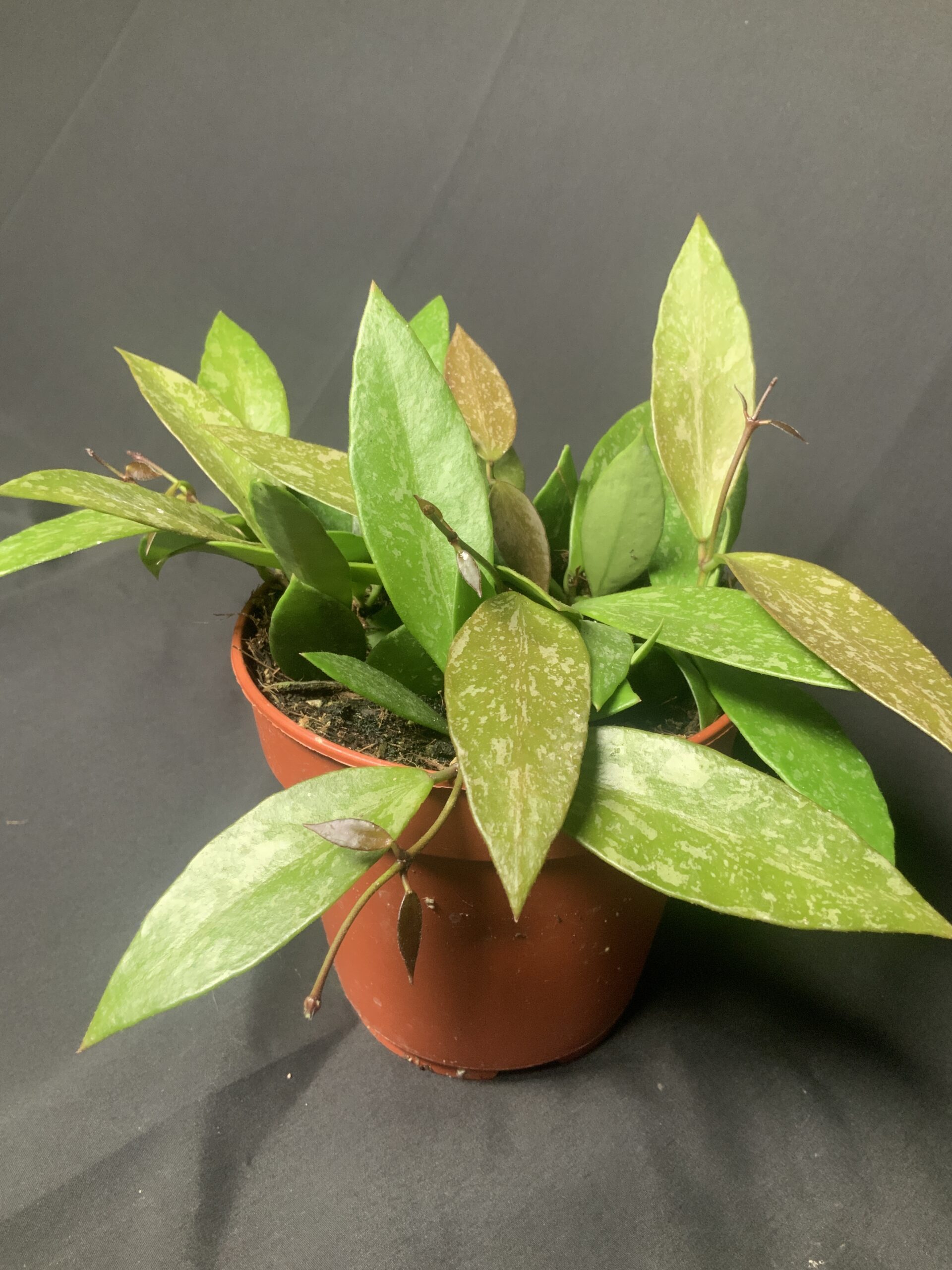 Hoya Carnosa Gracilis - Jo Plants