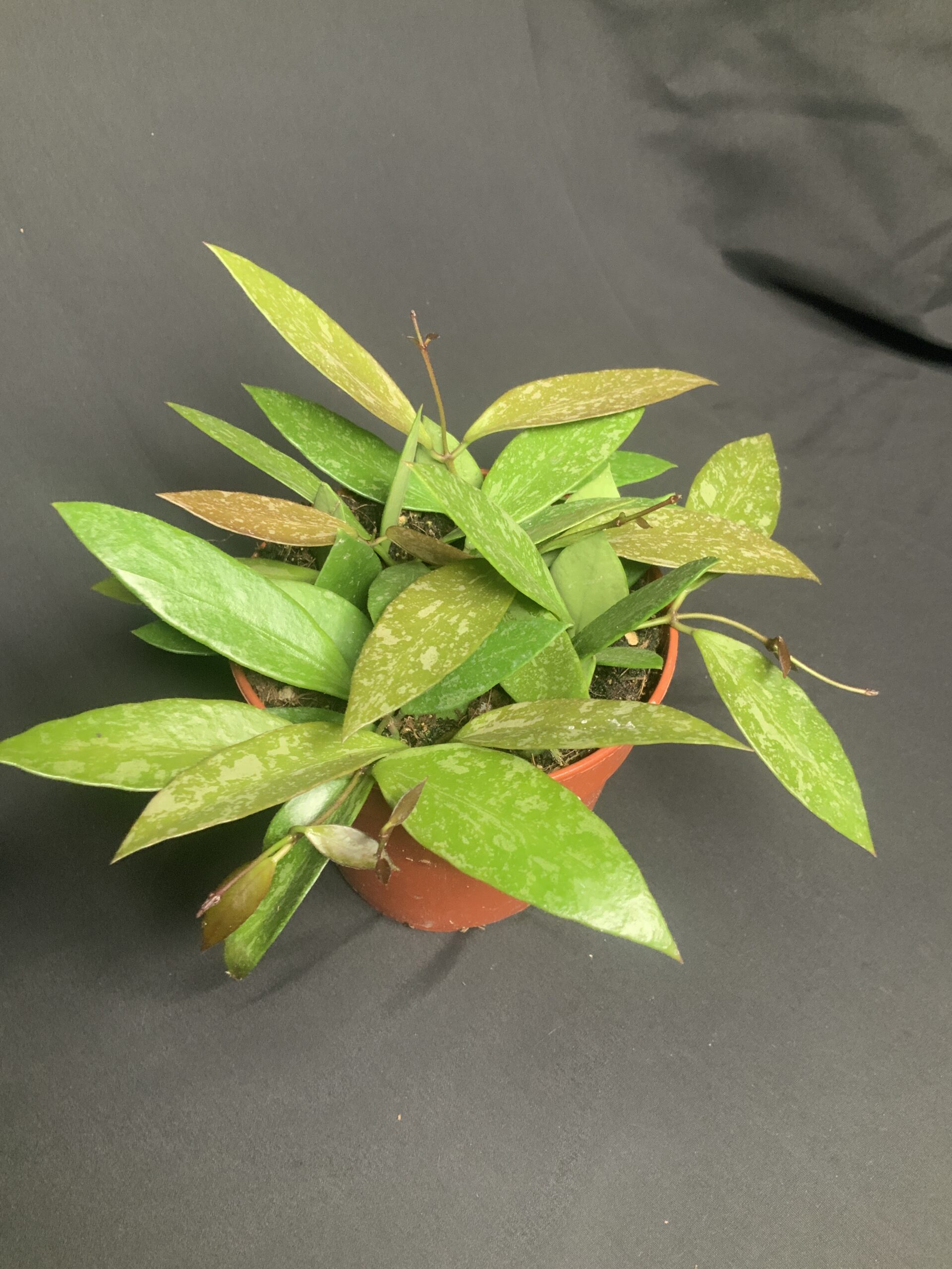 Hoya Carnosa Gracilis - Jo Plants