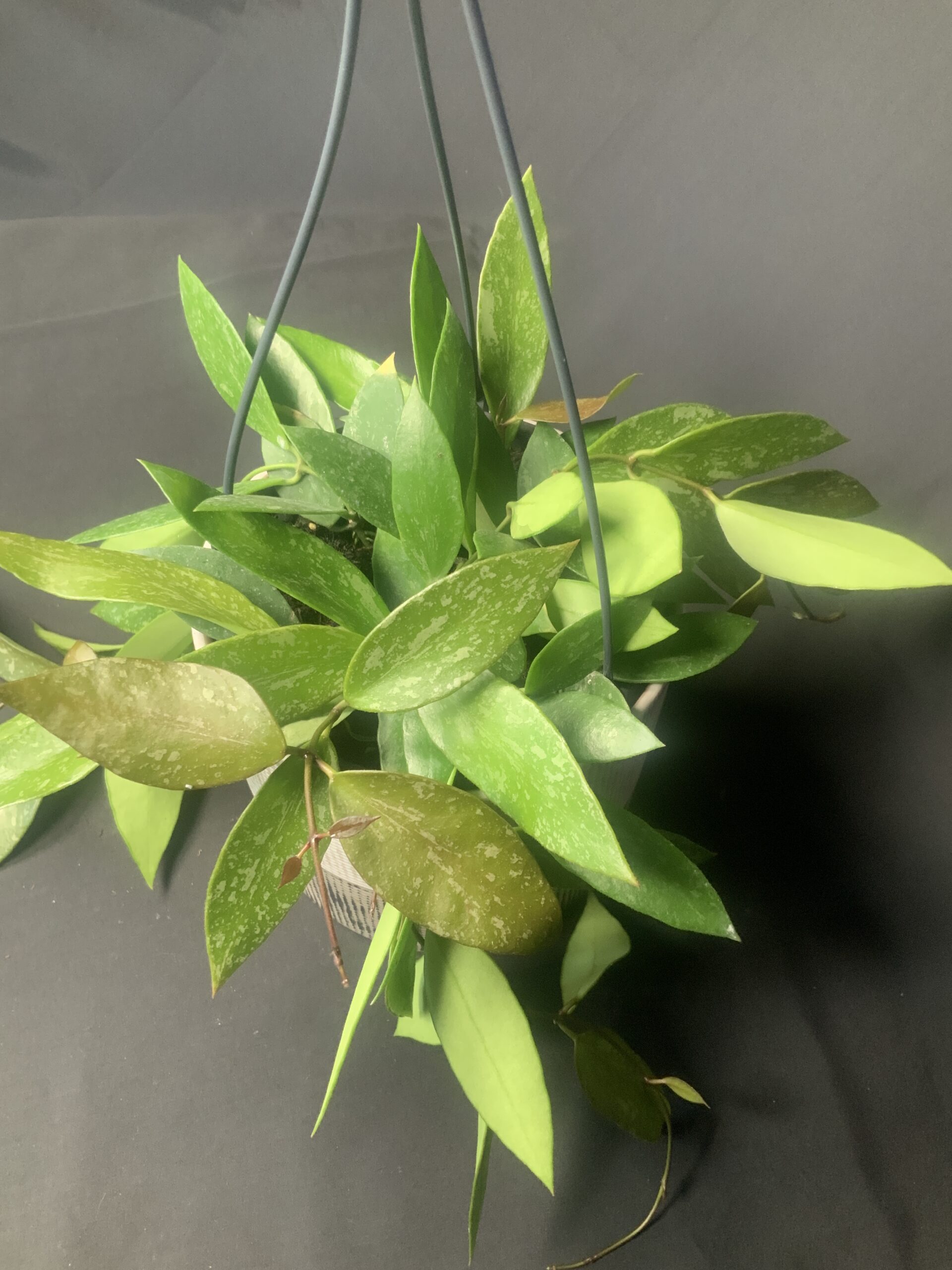 Hoya Carnosa Gracilis - Jo Plants