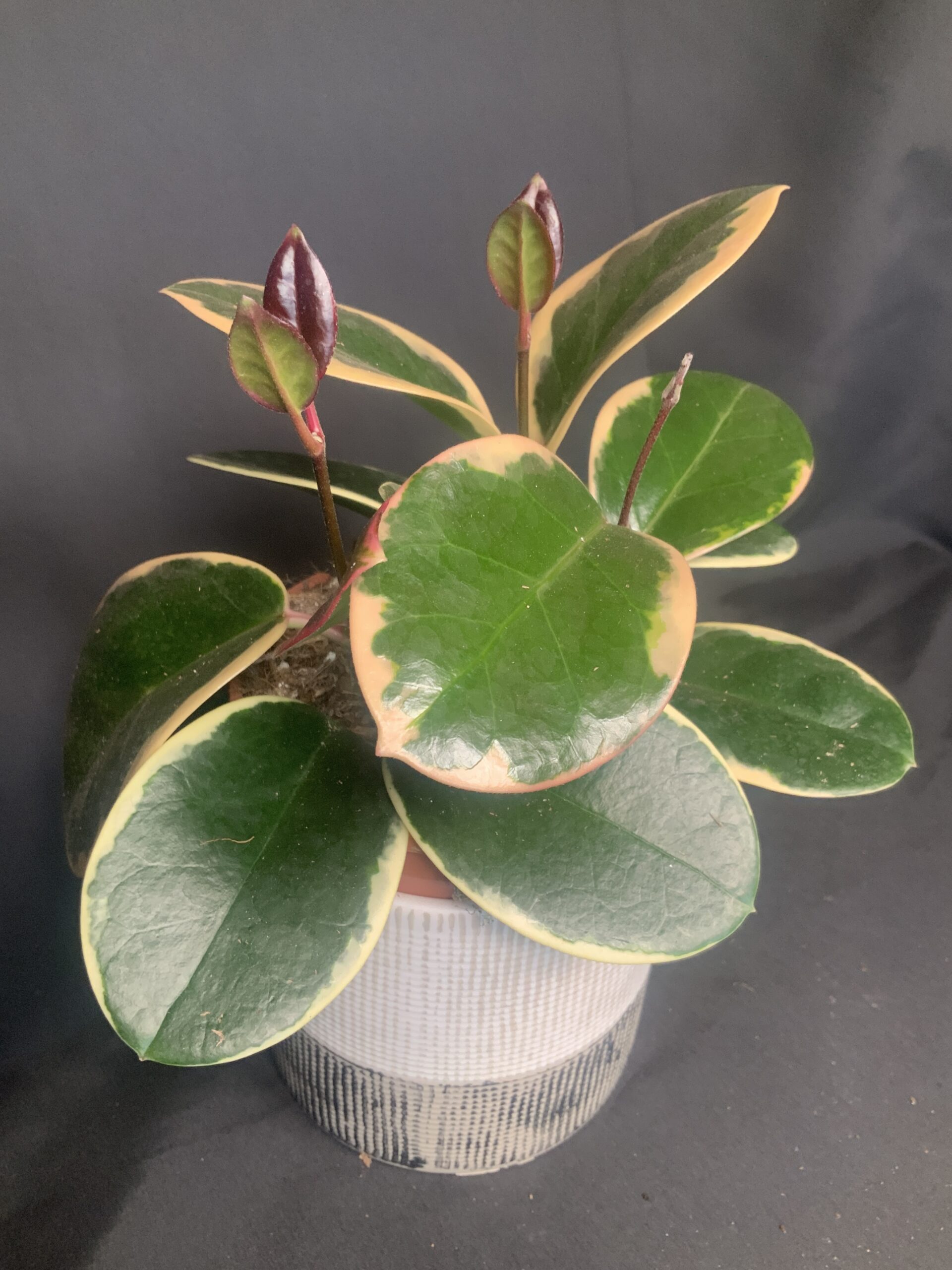 Hoya Australis Lisa Blondie - Jo Plants