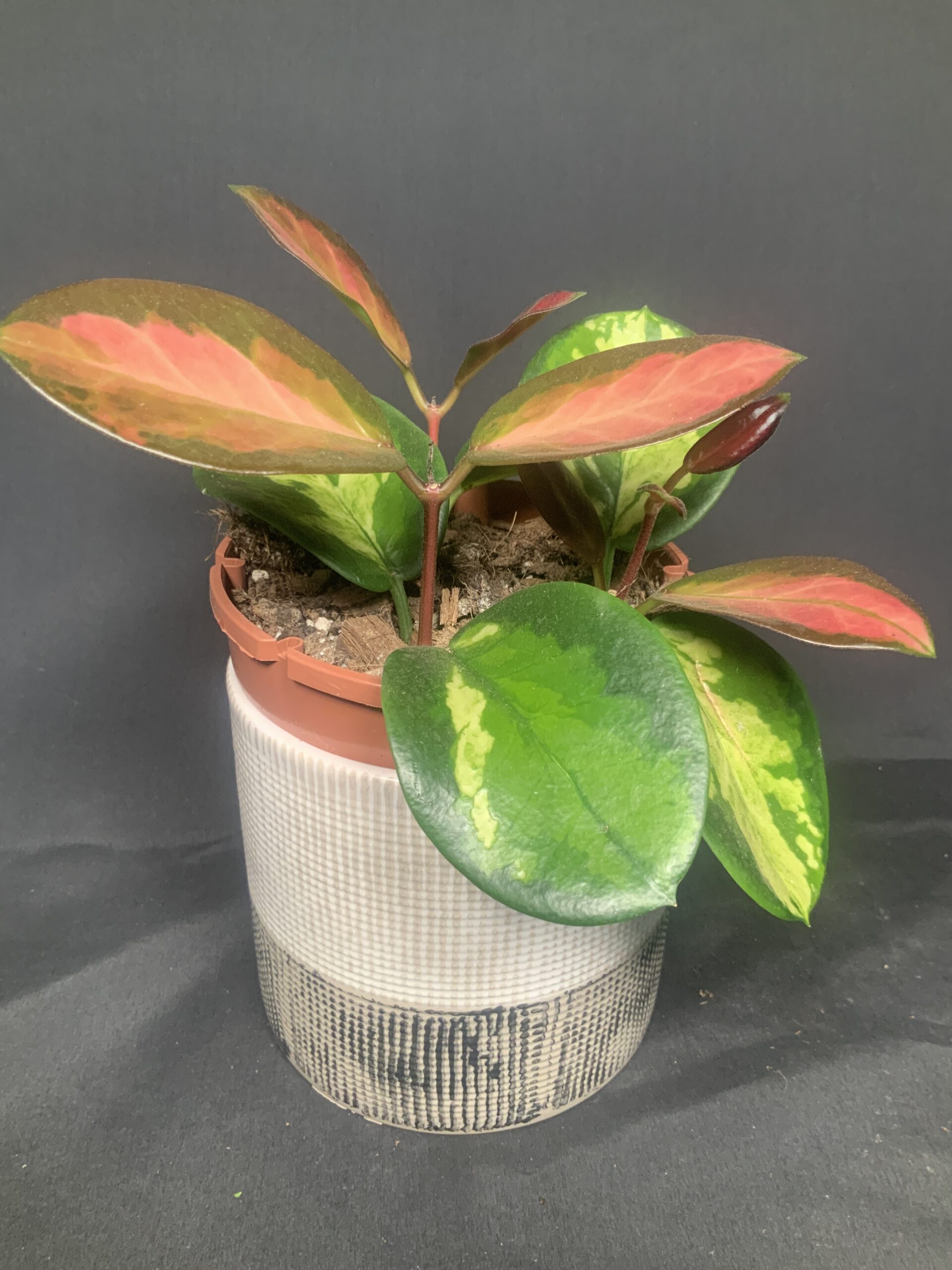 Hoya Australis 'Lisa' - Jo Plants