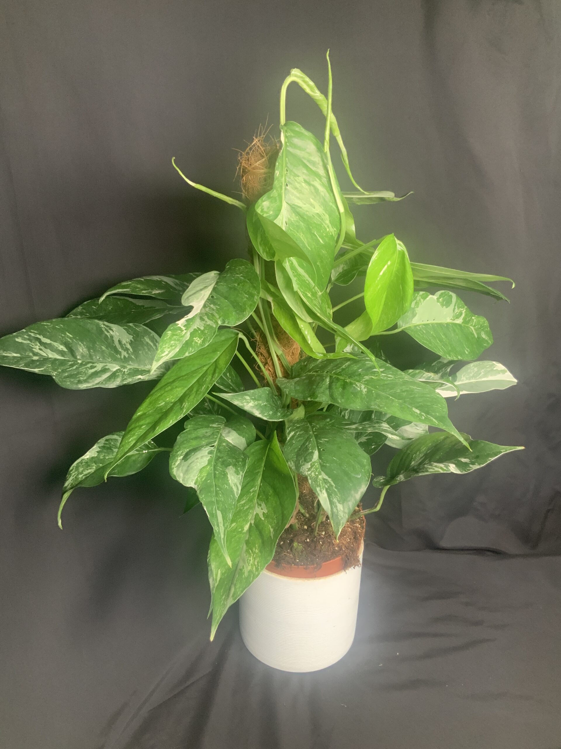 Epipremnum Pinnatum buy Albo Variegata | RARE| Variegated Rooted Starter Plant Indoor Plants | Free Shipping