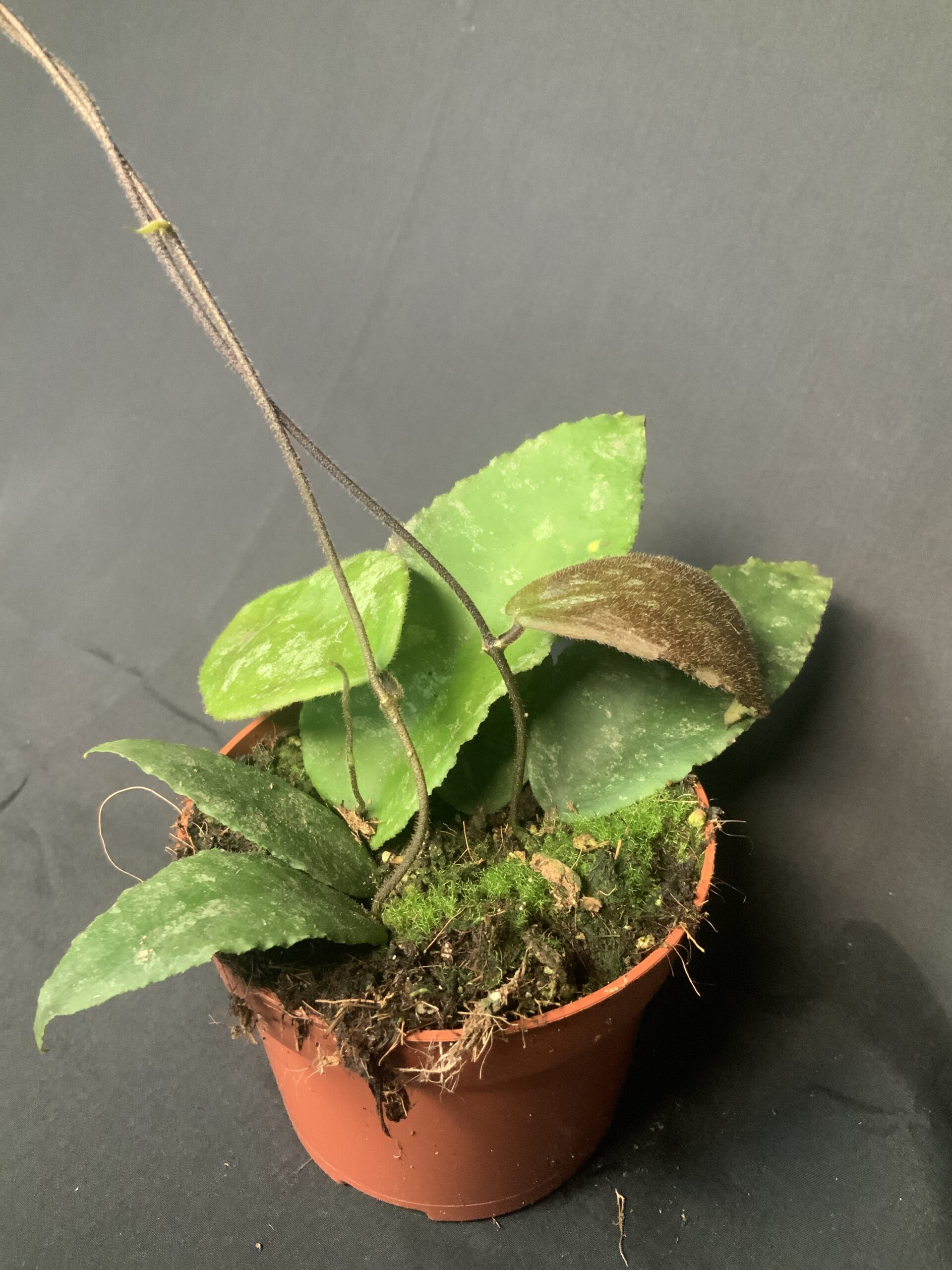 Hoya Caudata - Jo Plants