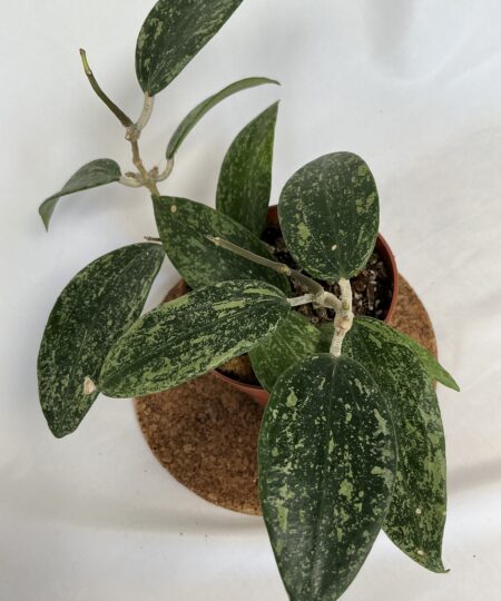 Hoya Rangsan