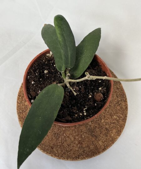Hoya Scortechinii