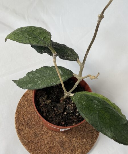 Hoya Clemensiorum SUMATRA
