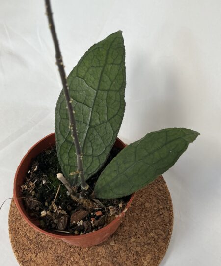 Hoya Clemensiorum SUMATRA
