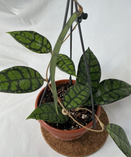 Hoya Black Cat
