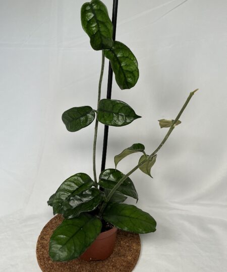 Hoya Villosa